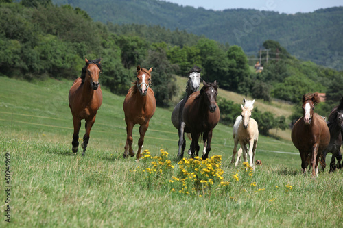 Herd of running horses © Zuzana Tillerova