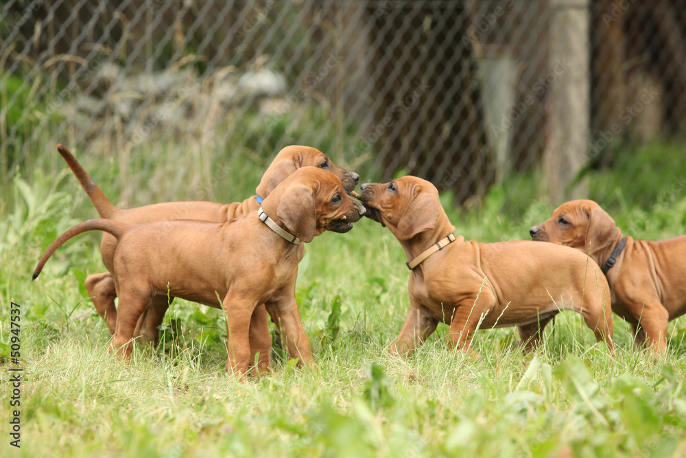 Rhodesian ridgeback puppies playing Rhodesian ridgeback puppies playing