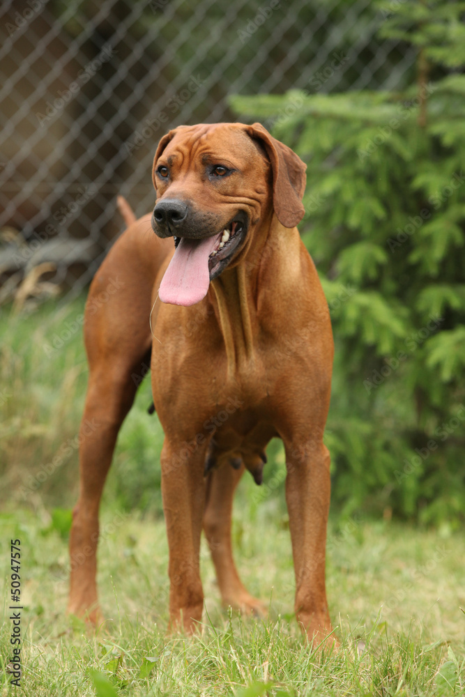 Rhodesian ridgeback bitch