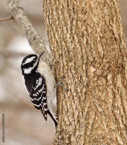 Female Downy Woodpecker