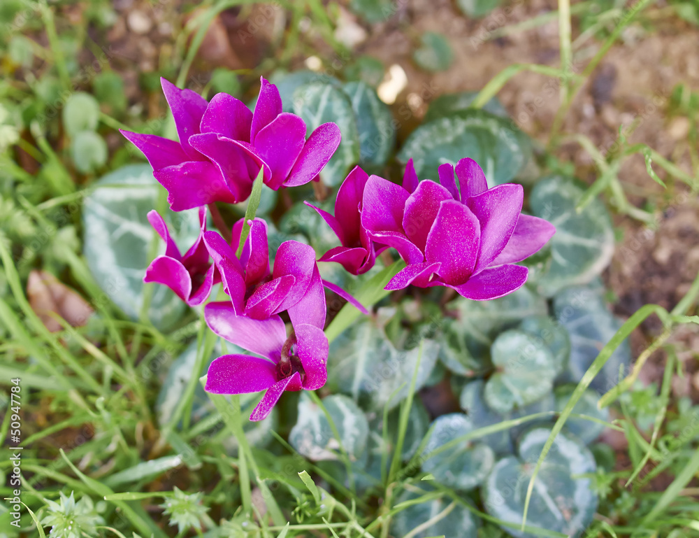 dark violet cyclamens, floral background