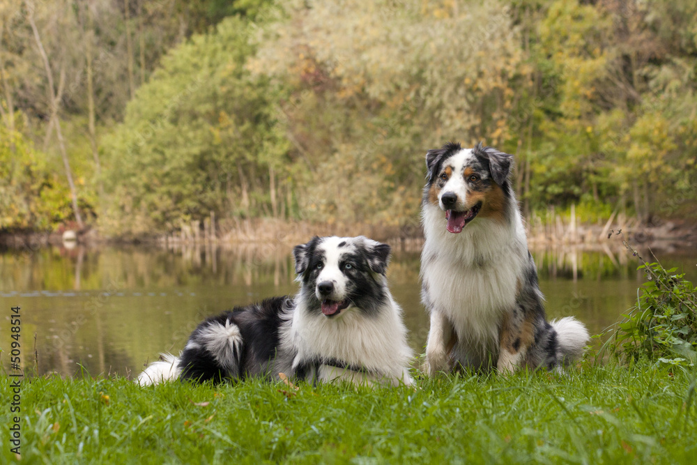 Australian Shepherd Australian Shepherd