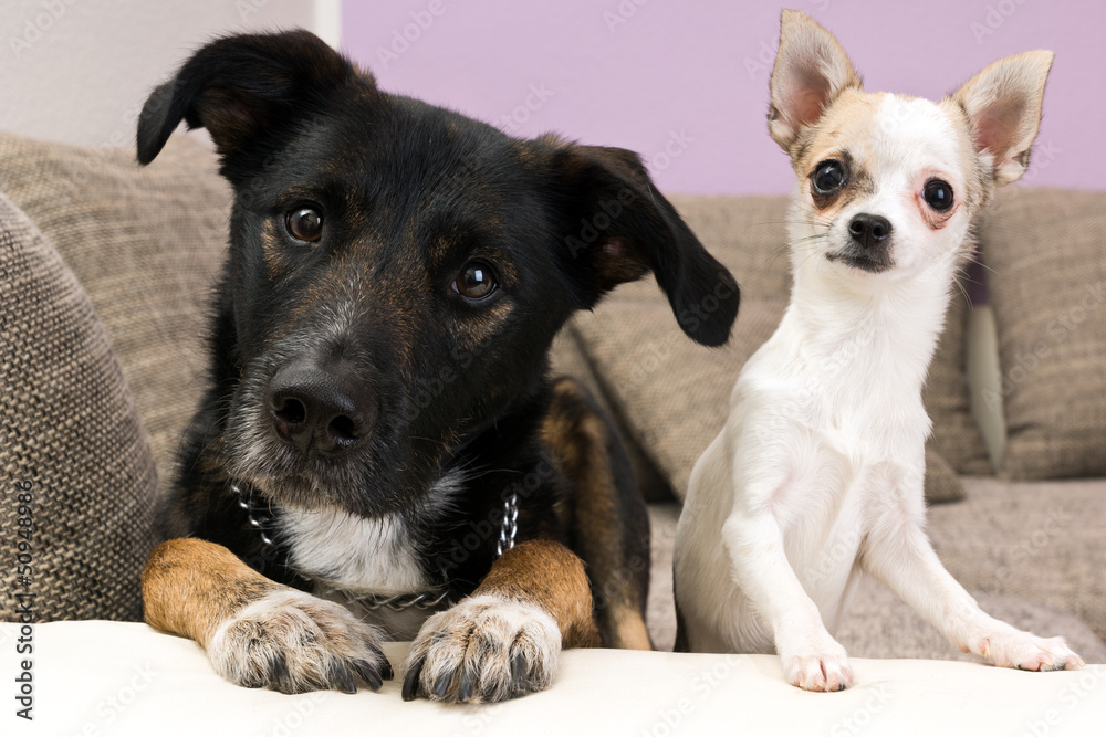 Labrador and chihuahua