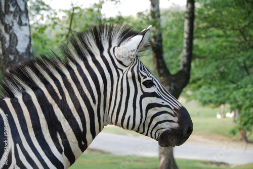 Zebra