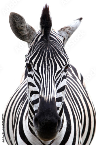 Fotografia Zebra