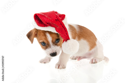 Christmas puppy © Ivonne Wierink