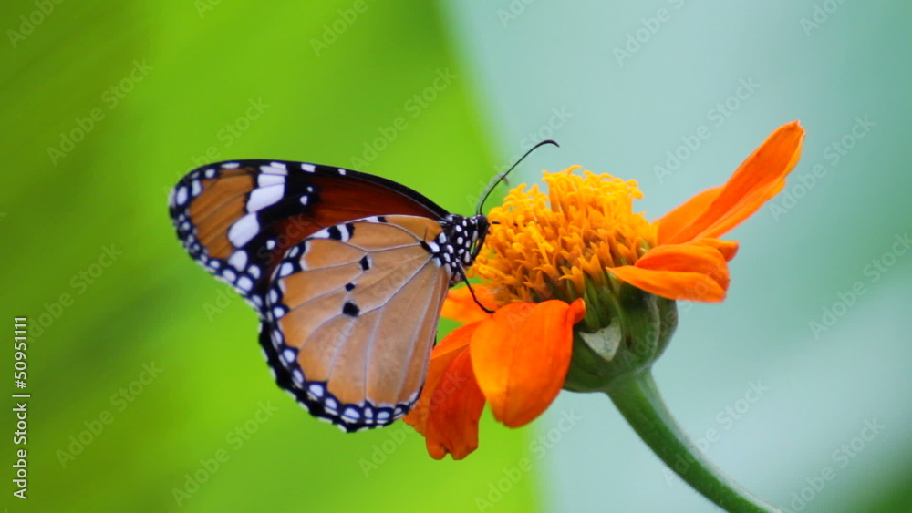 Butterfly on flower