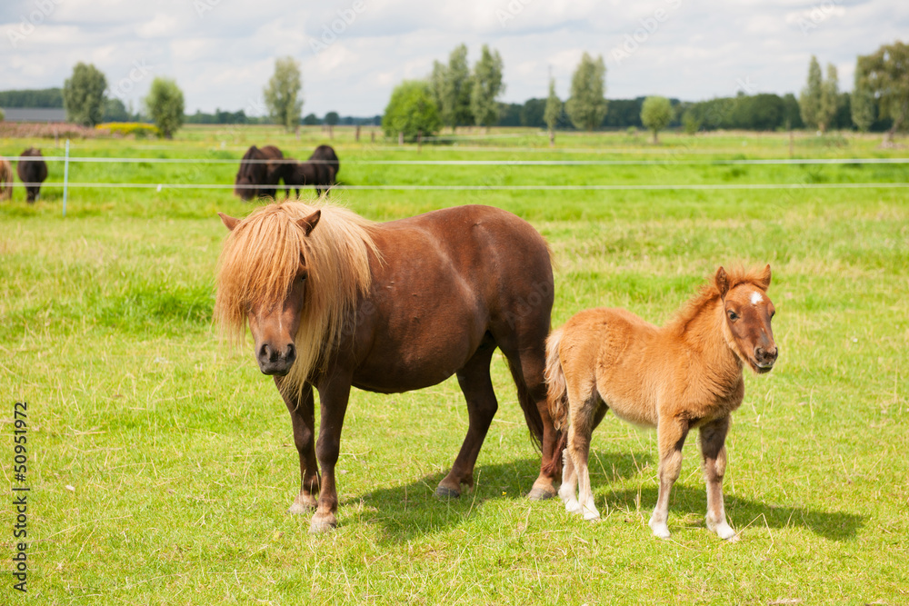 Pony in the meadows Pony in the meadows