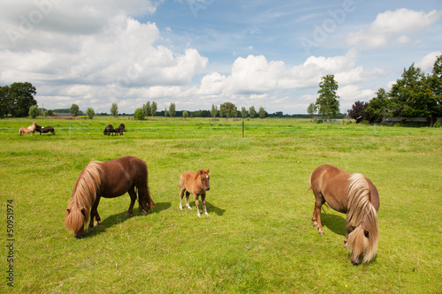 Fototapeta Naklejka Na Ścianę i Meble -  Pony in the meadows