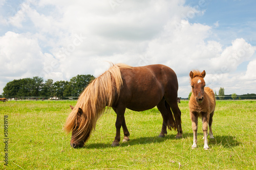 Fototapeta Naklejka Na Ścianę i Meble -  Pony and young foal in the meadows