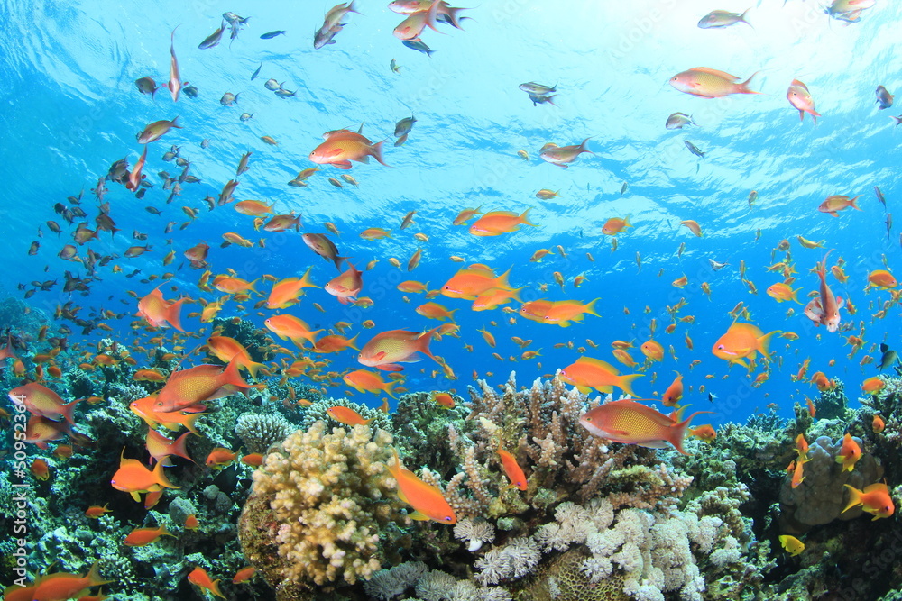 Naklejka premium Coral Reef Underwater