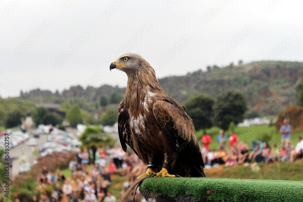 Fototapeta premium águila