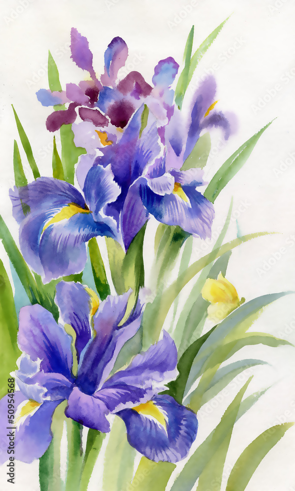 Watercolor Flower Collection: Irises Watercolor Flower Collection: Irises