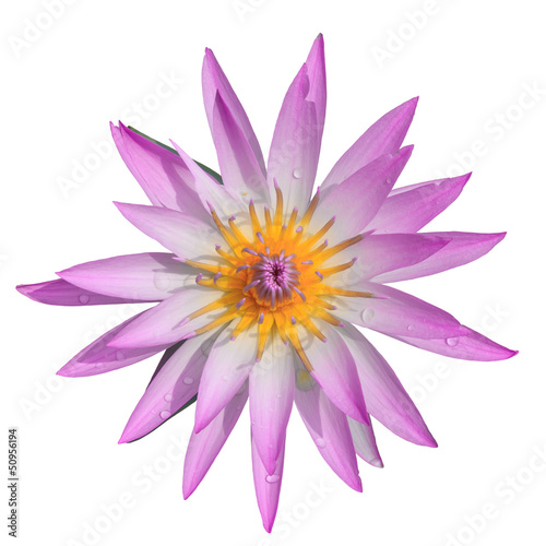 Top view pink water lilly on white background