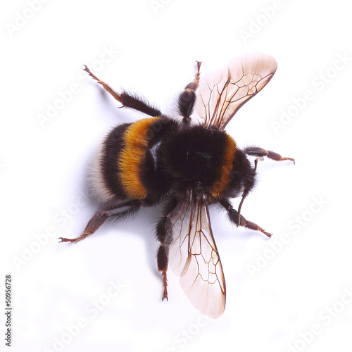Leinwand Poster bumblebee isolated on white