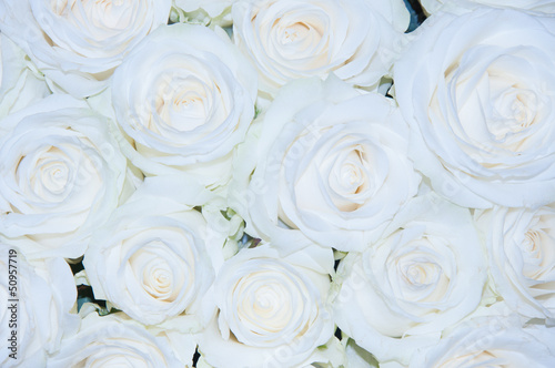 White roses background