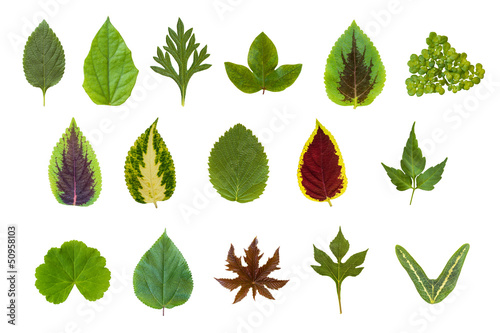Leaf Collection Set