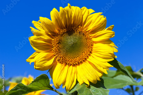 Beautiful yellow sunflowers against blue sky background