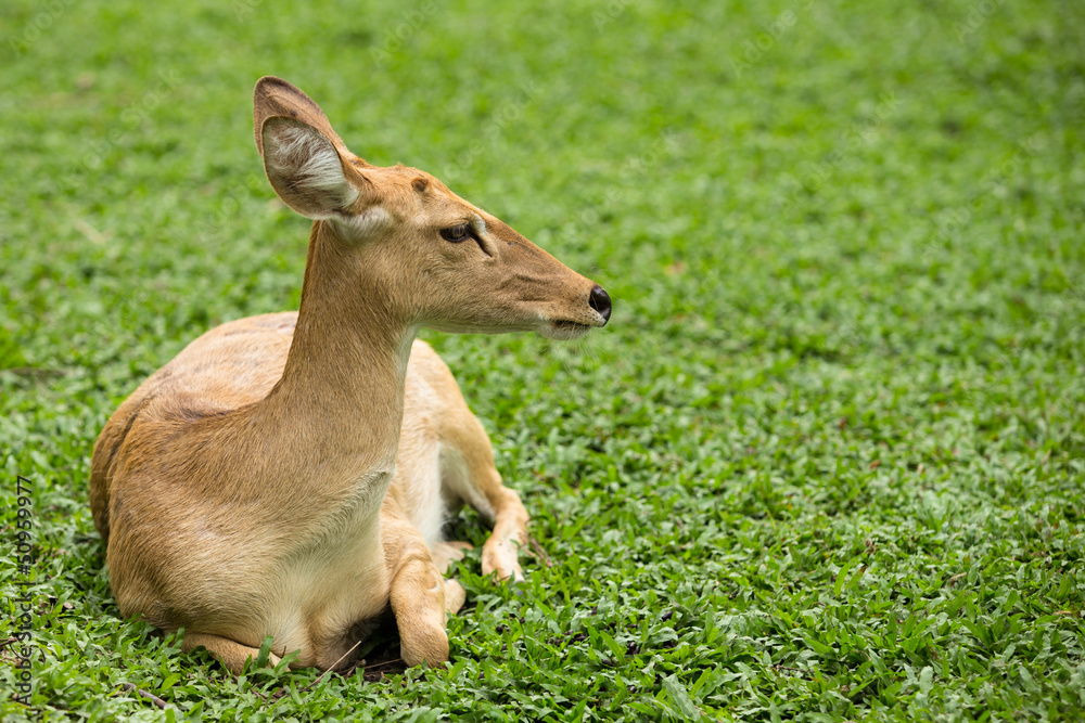 Female eld's deer (Panolia eldi siamensis) Female eld's deer (Panolia eldi siamensis)