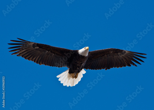 Bald Eagle soars overhead from the left