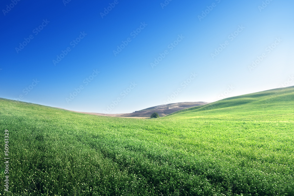 Fototapeta premium hills in sunny day Tuscany, Italy