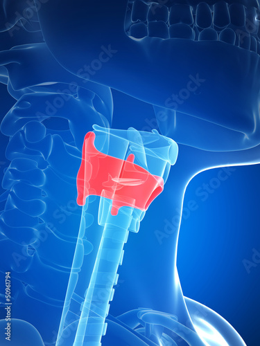 thyroid cartilage photo