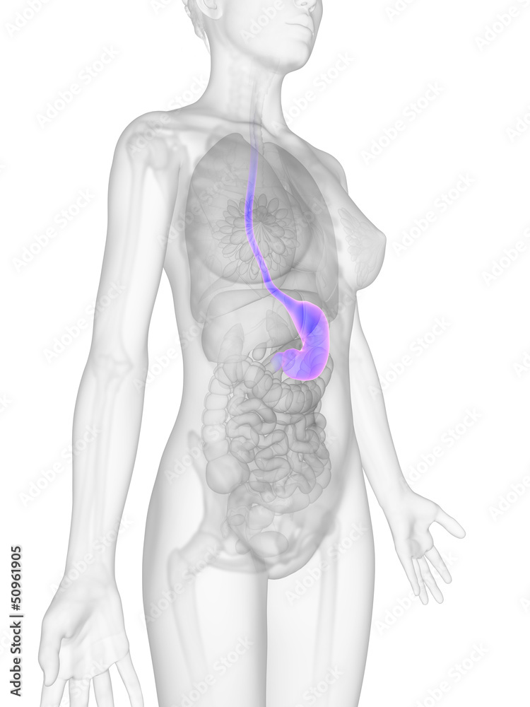 3d rendered illustration of the female stomach 3d rendered illustration of the female stomach