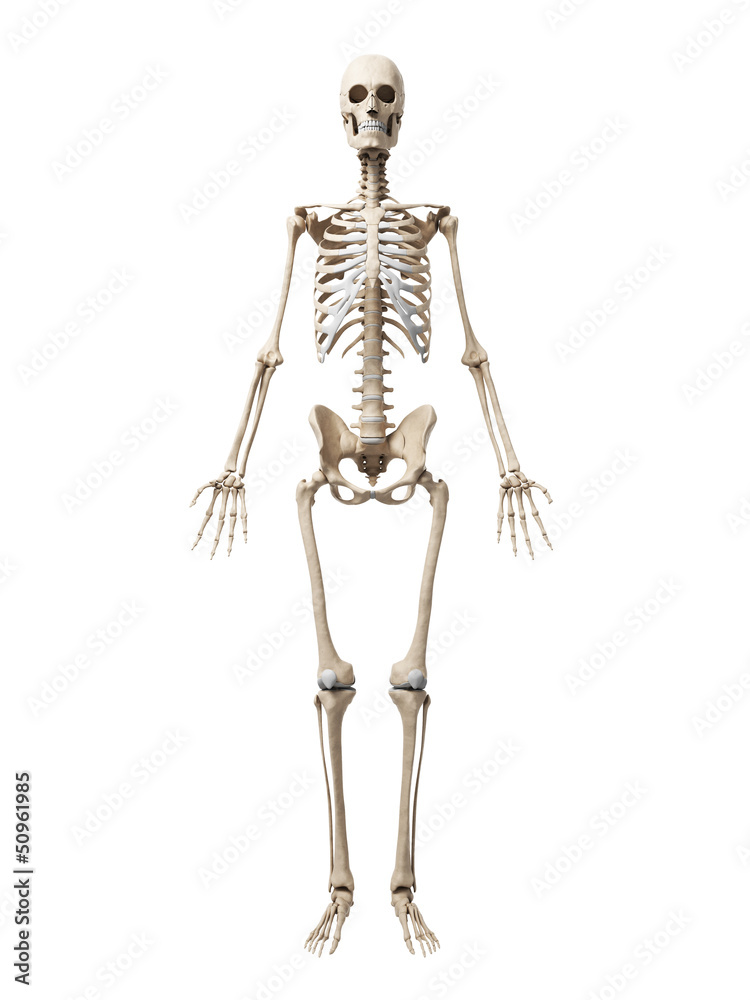 3d rendered illustration of the skeleton