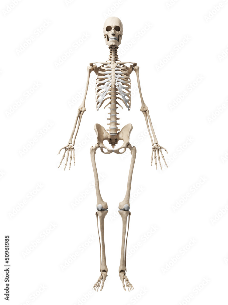 3d rendered illustration of the skeleton 3d rendered illustration of the skeleton