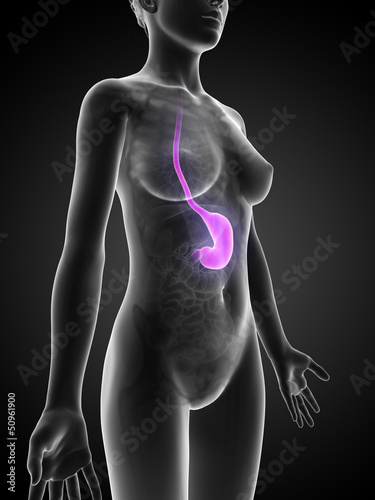 3d rendered illustration of the female stomach