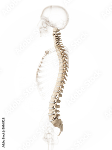 Foto 3d rendered illustration of a spine