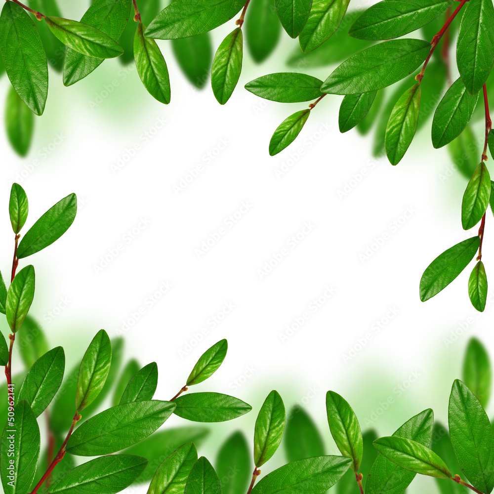 Green leaves frame Green leaves frame