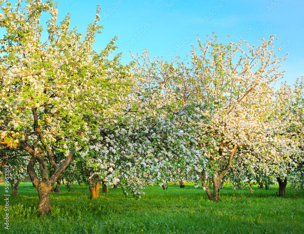 Fototapeta premium Kwitnące jabłonie nad błyszczącym niebieskim niebem w wiosna parku