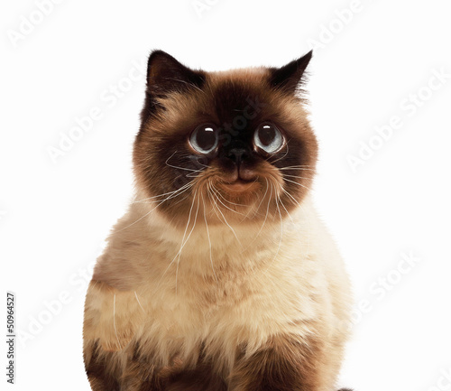 Funny fluffy cat against color background