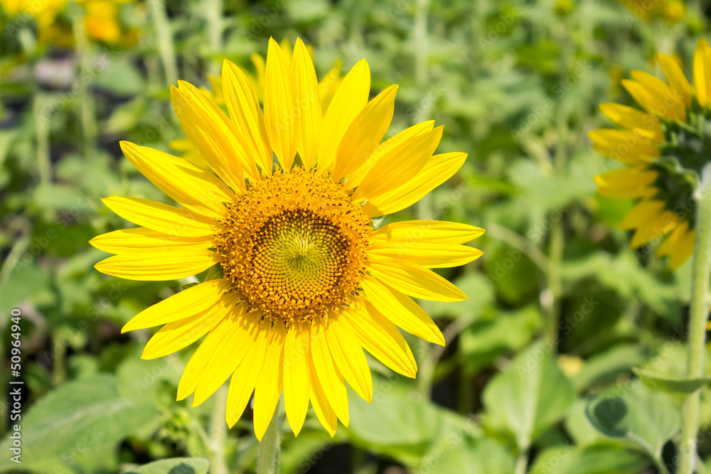 sunflower sunflower