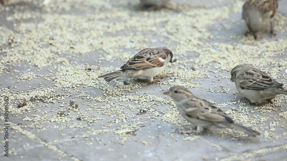 Sparrows eating grain on the street tiles. Sparrows eating grain on the street tiles.