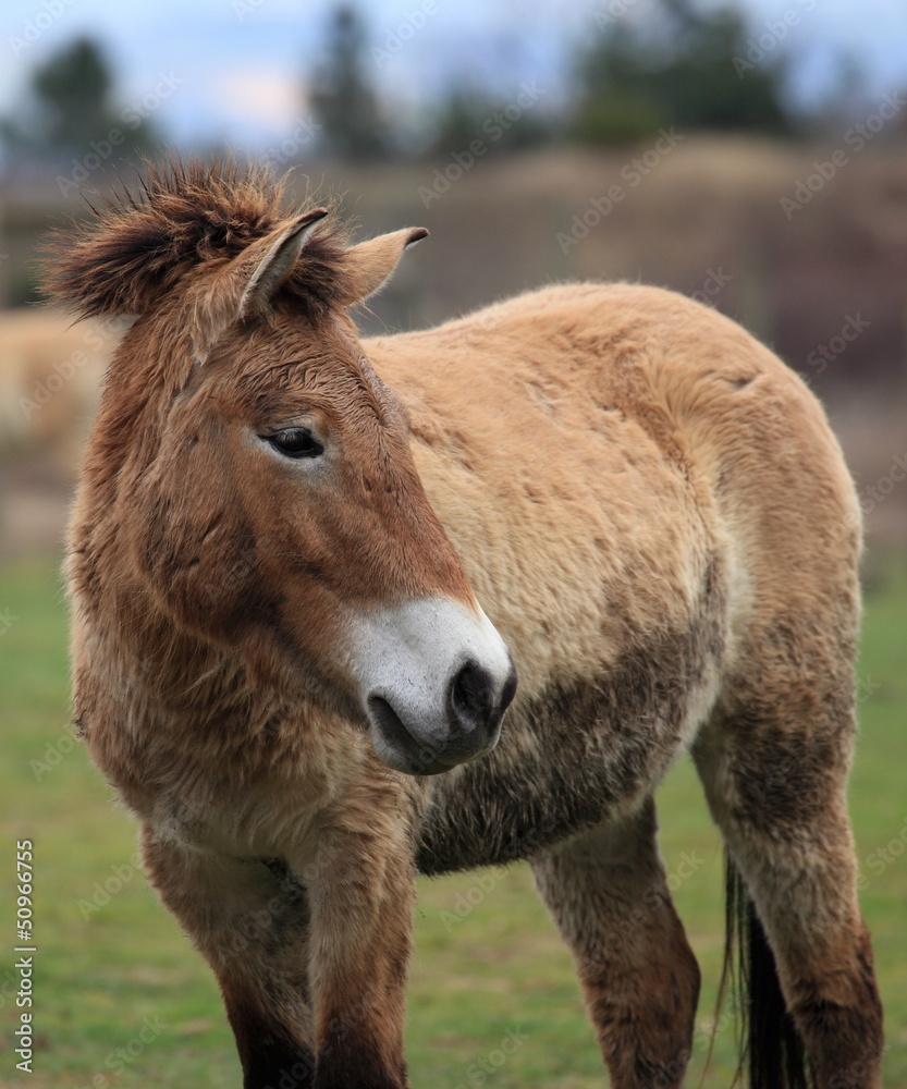 petit cheval de przewalski