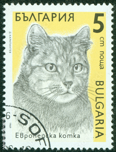 stamp printed in Bulgaria shows a European cat, series Cats