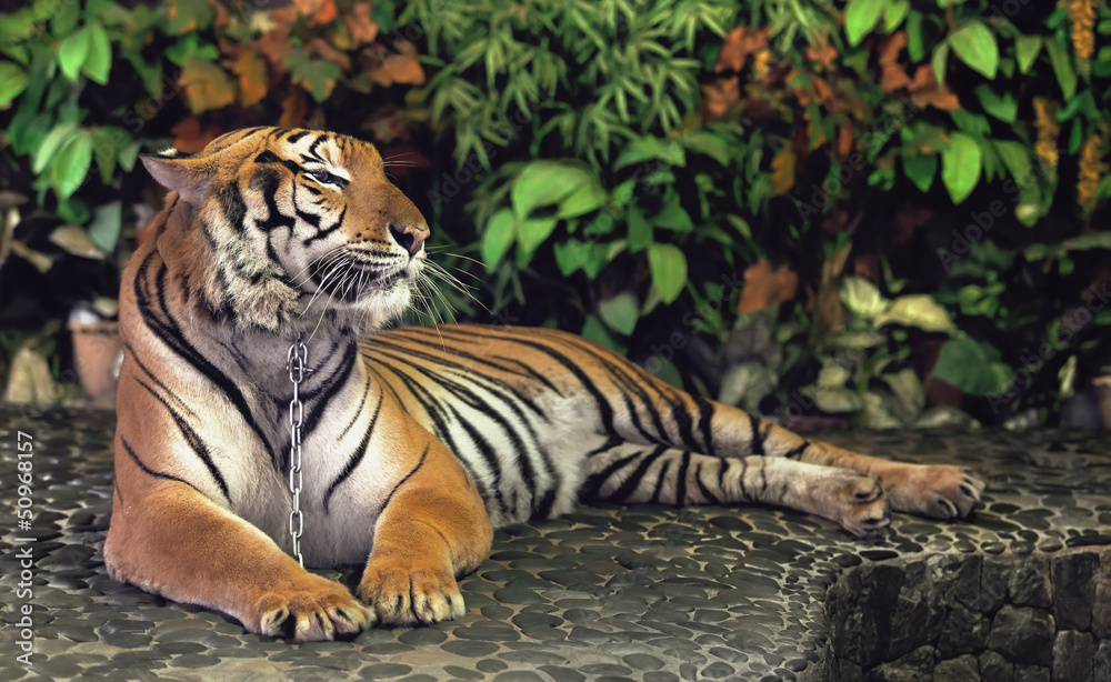 Fototapeta premium red adult tiger