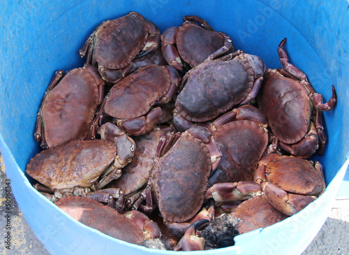 A Plastic Bucket Holding Freshly Caught Sea Crabs.