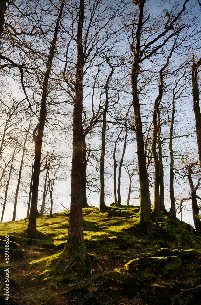 Fototapeta premium Winter trees on a mossy knoll