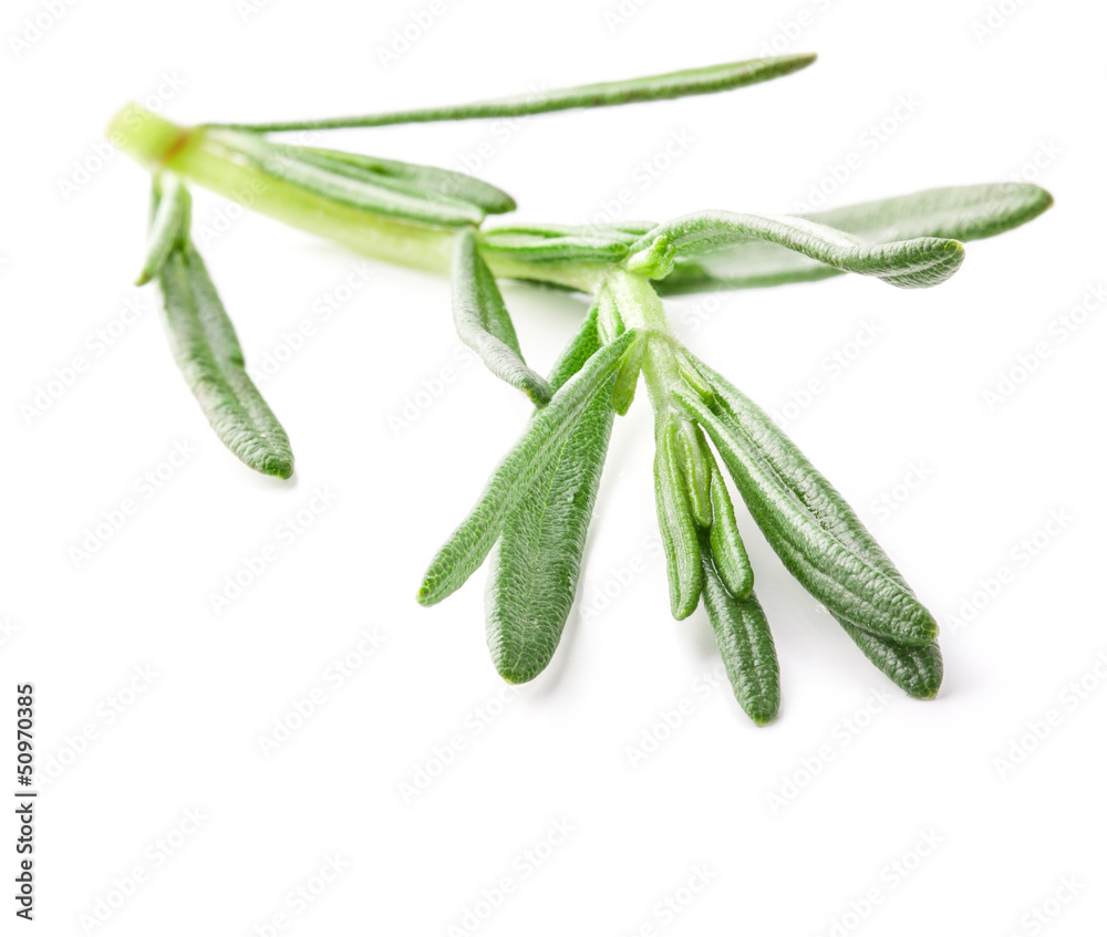 Rosemary twig isolated on white background Rosemary twig isolated on white background