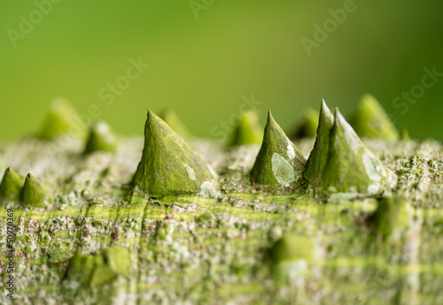 chorisia speciosa trunk photo