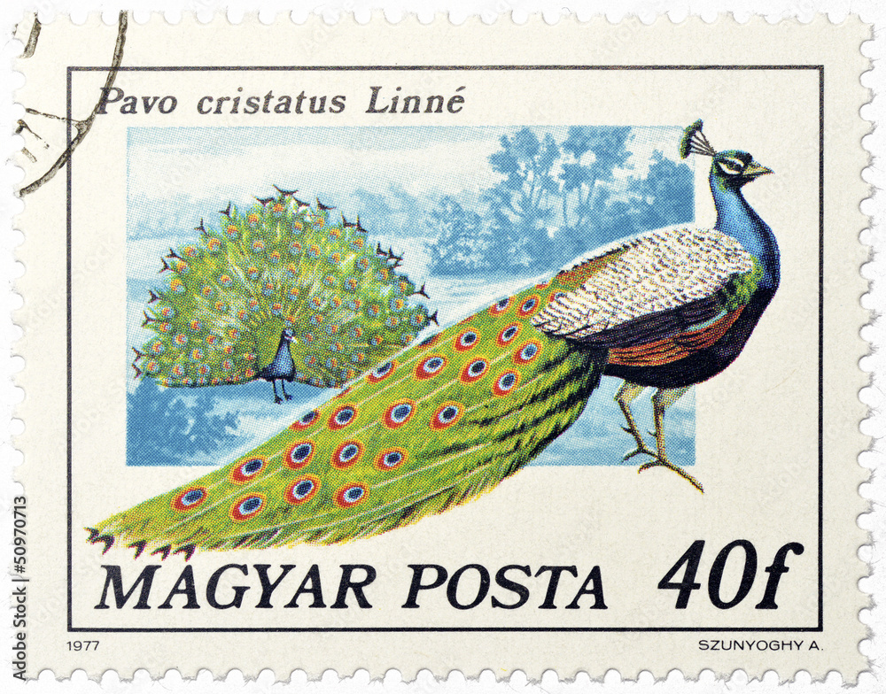 Fototapeta premium Hungarian postage stamp with male peacock