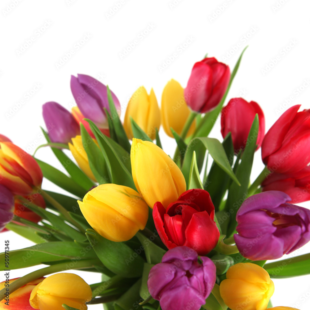 Tulpen Tulpen