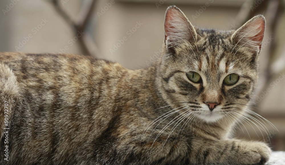 Isolated cat