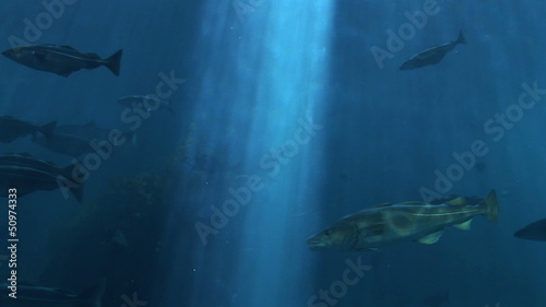 Fish - Marine life - School of fish - Underwater
