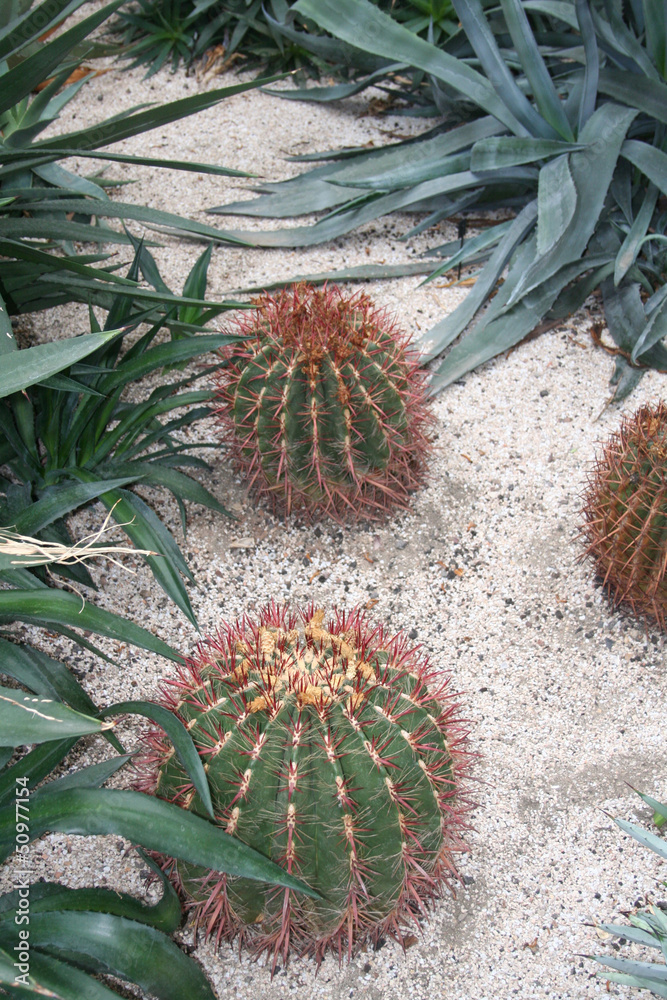 Cactus Ferocactus Staindesii