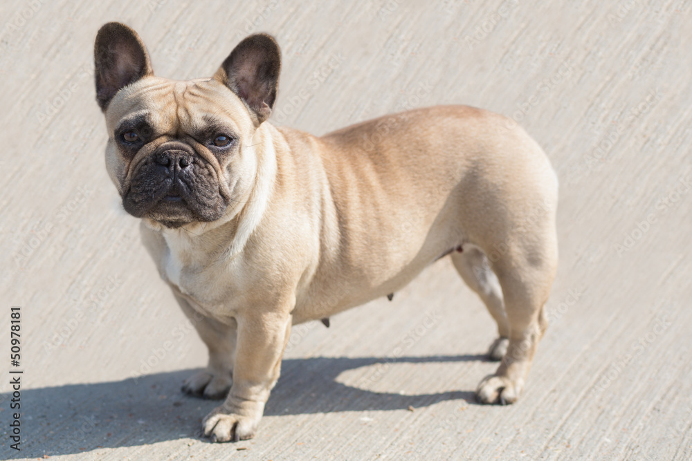 Obraz premium French Bulldog