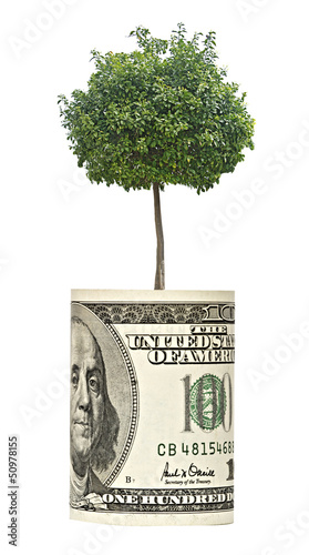 tree growing from dollar bill photo